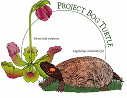 Project Bog Turtle