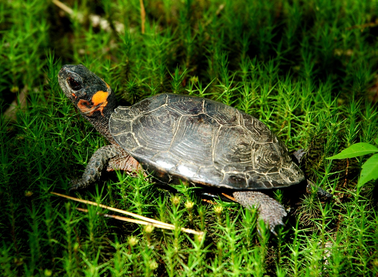 Where Are Bog Turtles Found