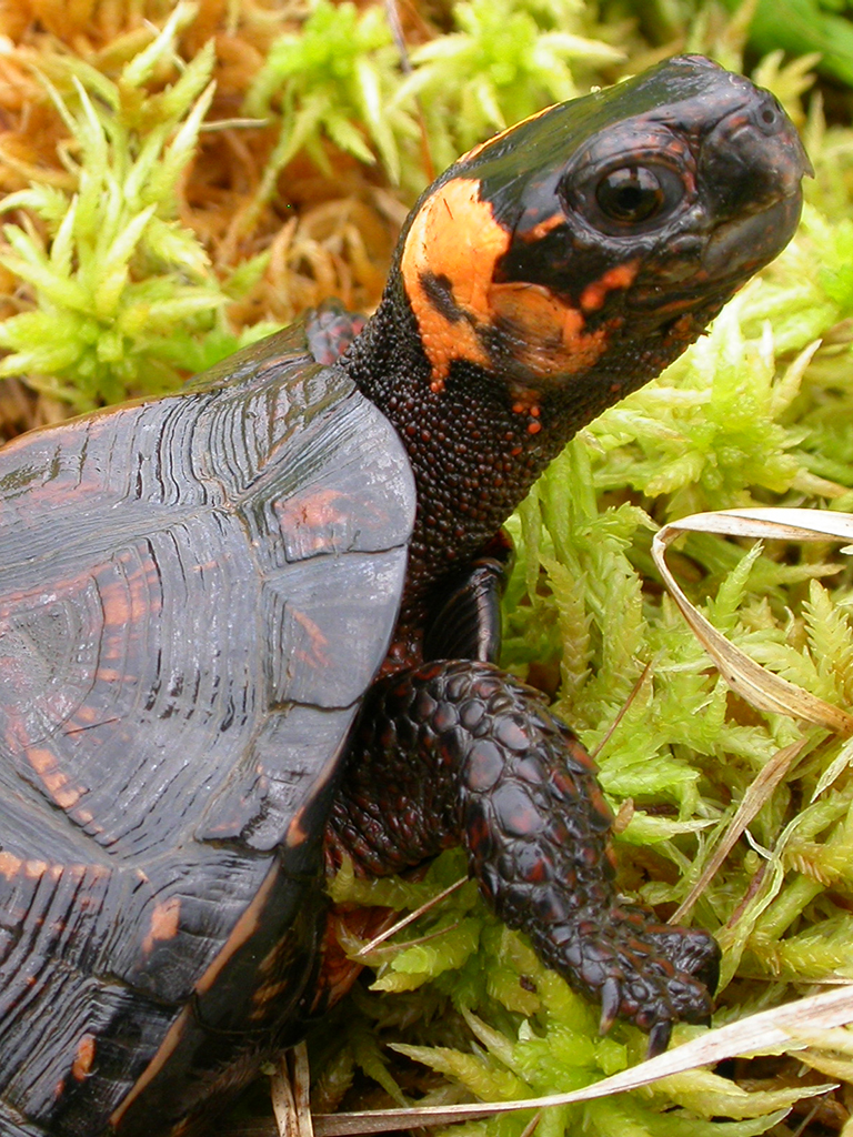 What Is The Bog Turtles Habitat